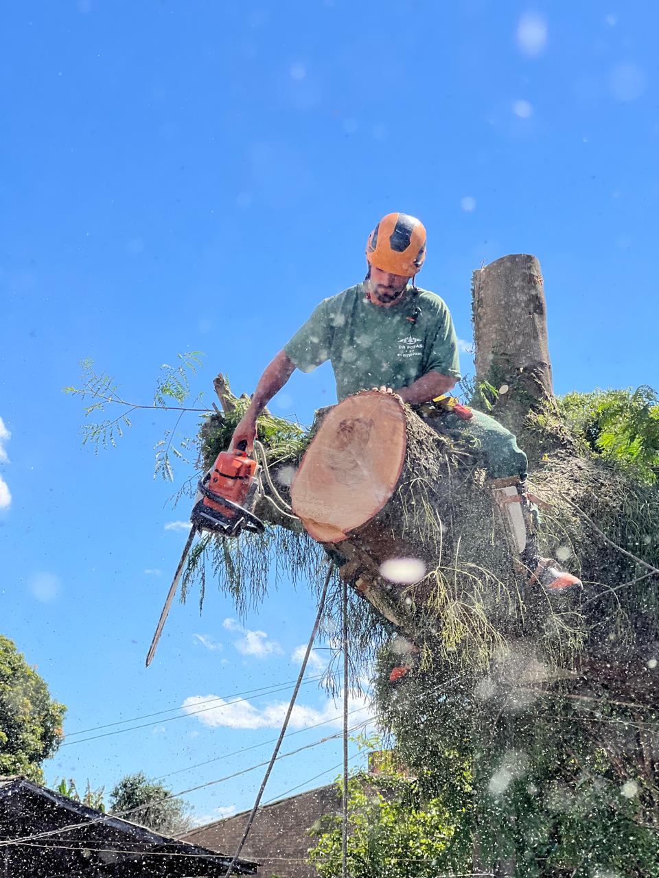 Arborista realizando poda em altura