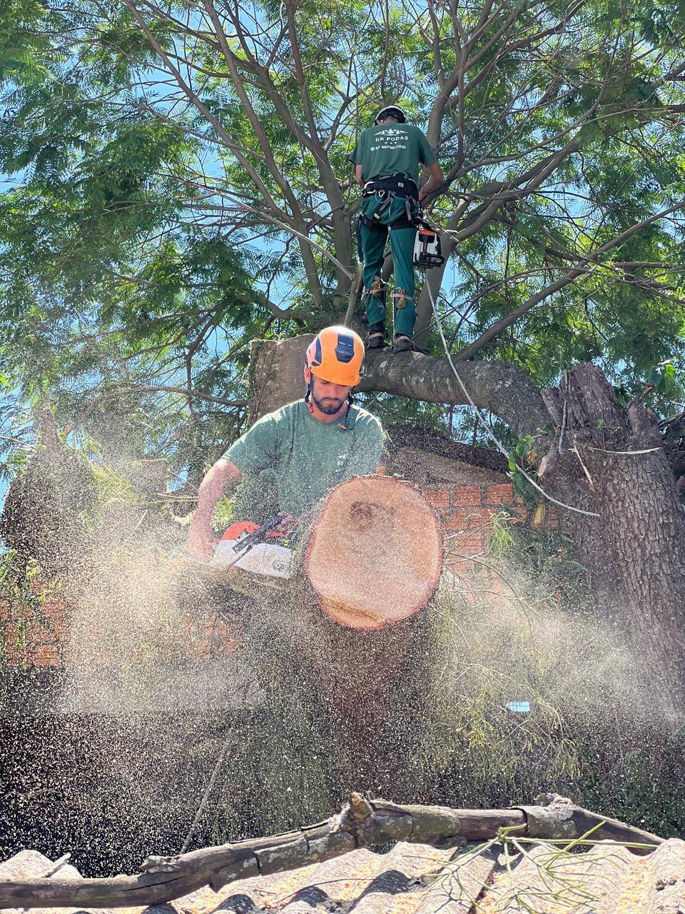Arborista cortando galho grande