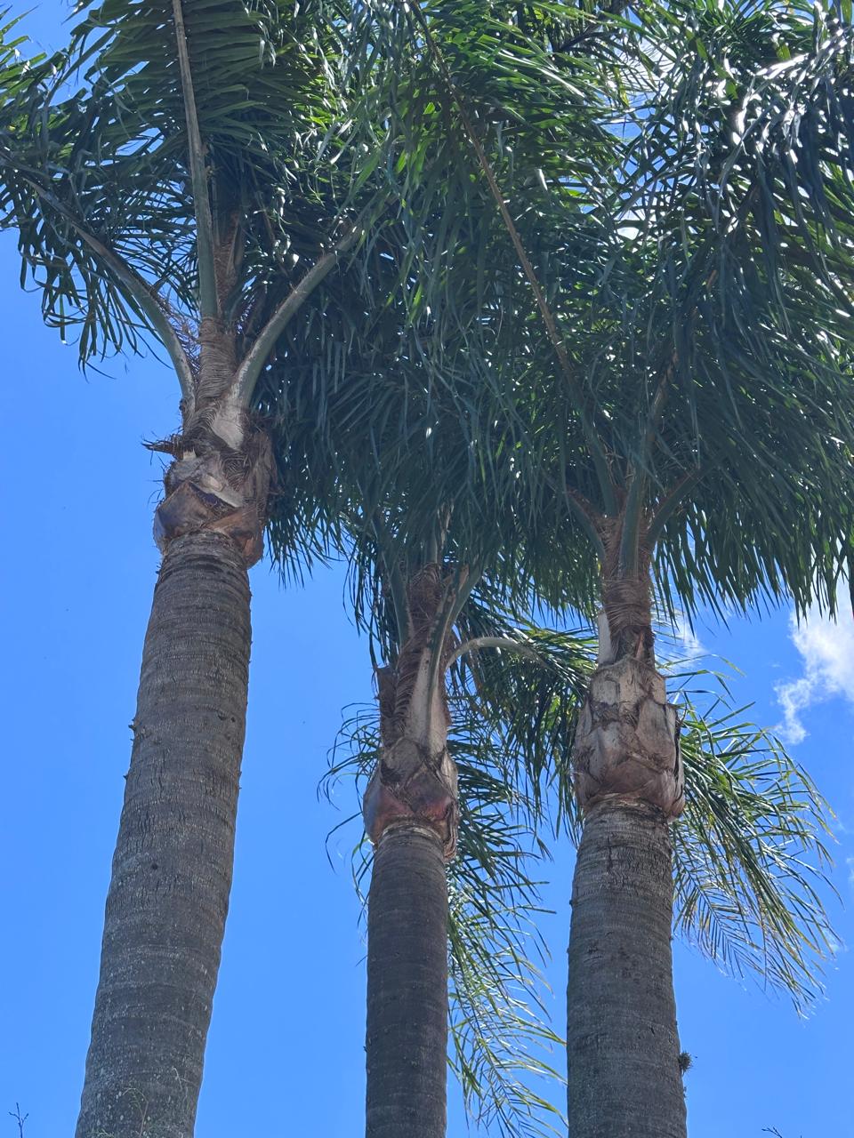 Trabalho de poda profissional