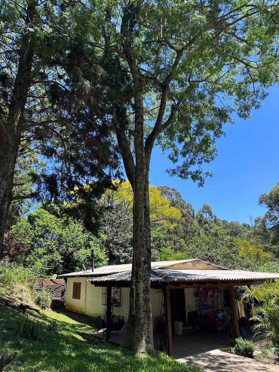 Serviço de poda profissional